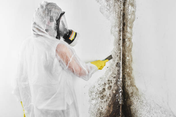 Best Home Mold Removal  in Howe, TX