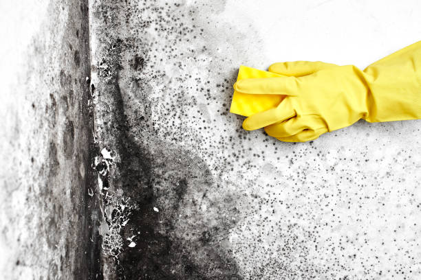 Best Fast Mold Removal  in Howe, TX