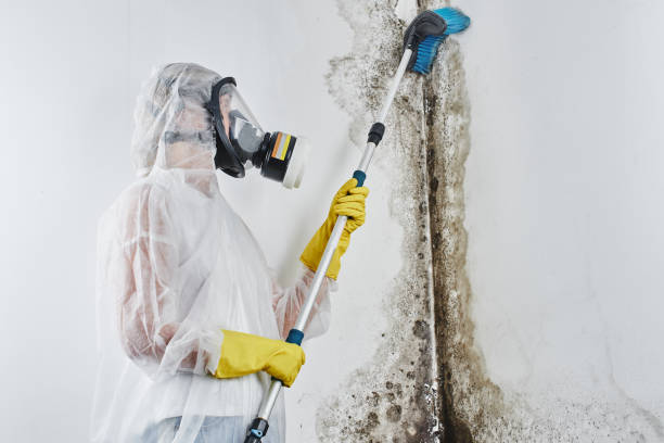 Best Affordable Mold Removal  in Howe, TX