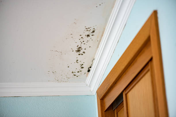 Best Crawl Space Mold Removal  in Howe, TX