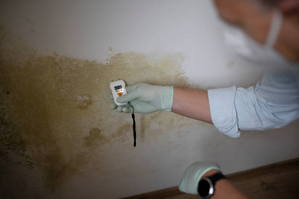 Best Local Mold Removal Service  in Howe, TX