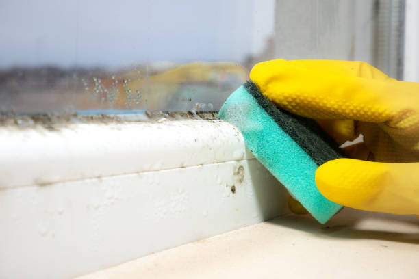Best Toxic Mold Removal  in Howe, TX