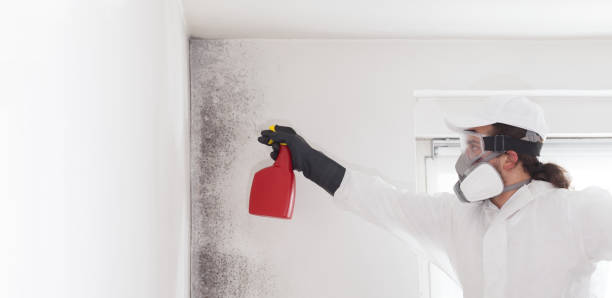 Best Emergency Mold Removal  in Howe, TX