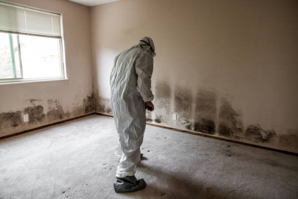 Best Fast Mold Removal  in Howe, TX