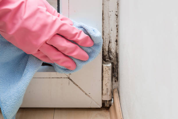 Best Certified Mold Removal  in Howe, TX