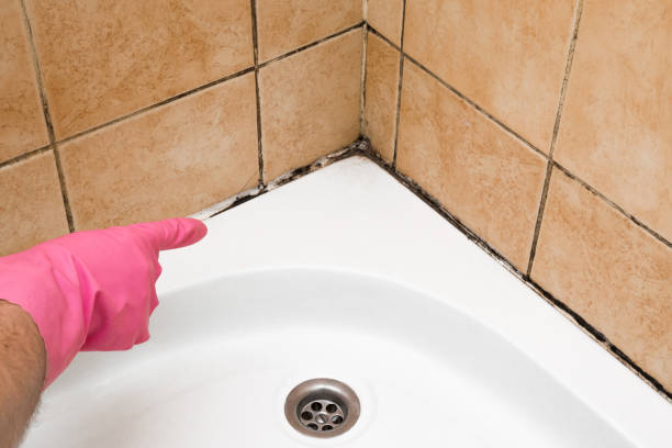 Best Same-Day Mold Removal  in Howe, TX
